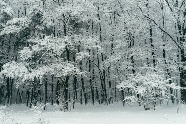 Orman ağaçları ile kabarık kar kış aylarında kaplıdır. Yakın çekim dikey görünüm.