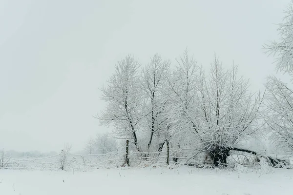 Inverno floresta coberta de neve branca cerca de madeira Natal Ano Novo natureza paisagem . — Fotografia de Stock