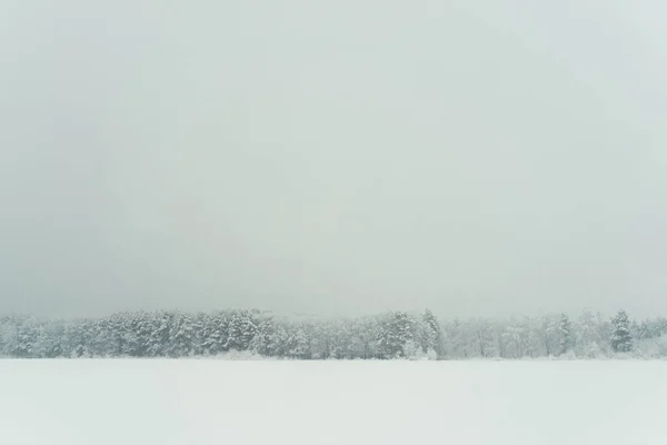 Paisagem encantadora do prado e árvores cobertas de neve no inverno. Vista horizontal . — Fotografia de Stock