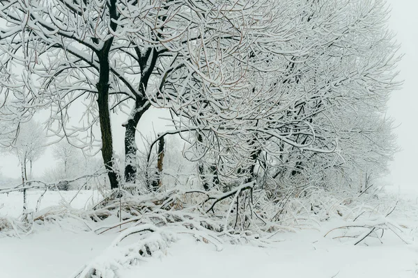 Bela cena das árvores cobertas de neve na floresta. Hora de Inverno . — Fotografia de Stock