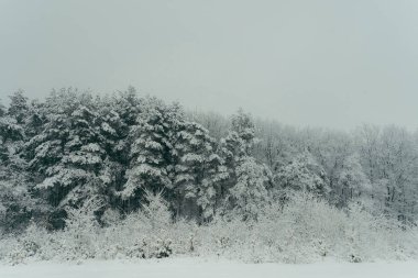 Kış Fairytale orman ahşap beyaz kar kar yağışı kabarık yatay doğa manzara ağaçlar.