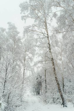 Kış orman güzel atış. Kar ormandaki ağaçlar koruyor.