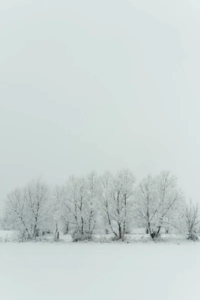 Белая идея. Вертикальный снимок таинственного ландшафта, покрытого пушистым снегом. Снегопад. Деревня . — стоковое фото