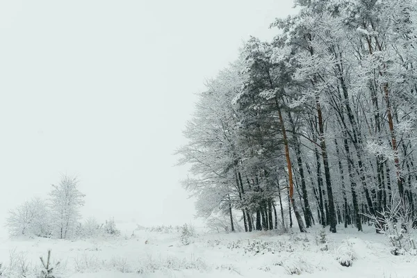 The shot of the isolated countryside. The beautiful forest and meadow are covered with fluffy snow. Christmas time.