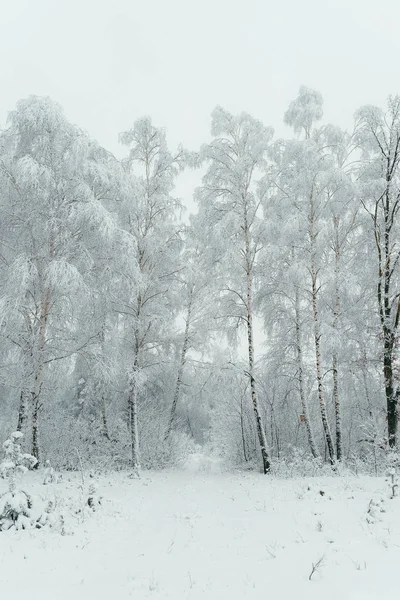 Tiro vertical do conceito de inverno branco que consiste nas árvores cobertas com neve macia durante a queda de neve . — Fotografia de Stock