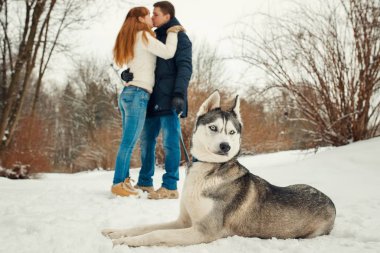 Arka plan bulanık öpüşen çiftin, kar üzerinde döşeme güzel Sibirya husky yakından görmek.