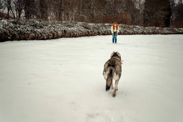 Mulher bonita cabeça vermelha está chamando sua linda husky siberiano. Husky está indo para ela ao longo do prado nevado na floresta . — Fotografia de Stock