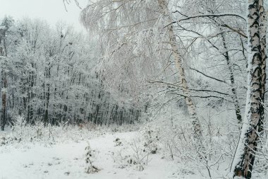 Kış Beyaz orman ahşap kar kaplı kar yağışı kırsal çayır güzellik yılbaşı yeni yıl huş.