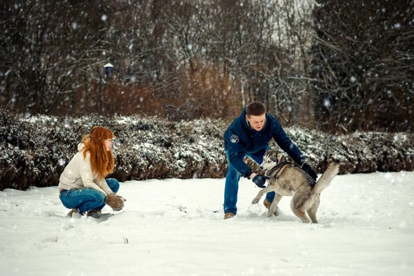 Tempo alegre passando com husky siberiano na floresta nevada. Os amantes alegres estão brincando com o cão . — Fotografia de Stock