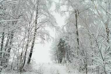 Kar ağaçlar ve kış orman çayırda koruyor. Büyüleyici atış.