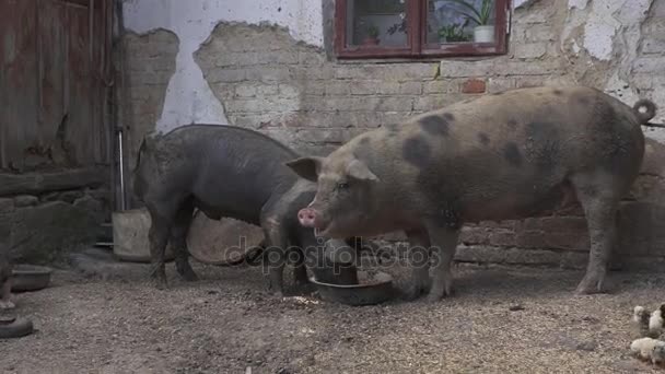 Two dirty pigs are eating outside. Hd, chaos, sanitation, agriculture. — Stock Video