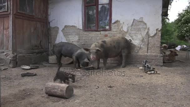 Koncepcja wieś. HD Chaos sanitacji brudne świnie Owczarek niemiecki Puppy brudne świnie jedzenie Hd rolnictwa. — Wideo stockowe