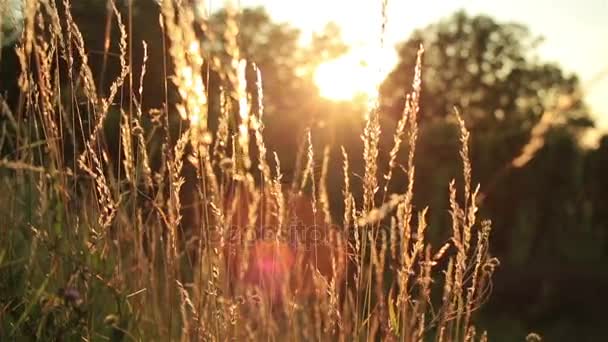 Пшенична сфера. Вуха пшениця золота крупним планом. Під час заходу сонця краєвид красивою природою. Сільська декорація під блискучі сонячного світла. — стокове відео