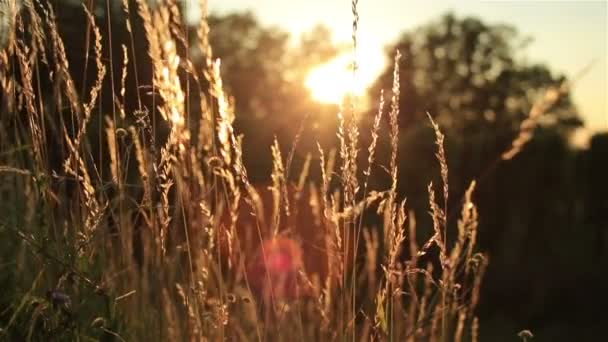 Buğday alan. Altın buğday kulaklarını kapat. Güzel doğa günbatımı manzara. Kırsal manzara parlak güneş ışığı altında. — Stok video
