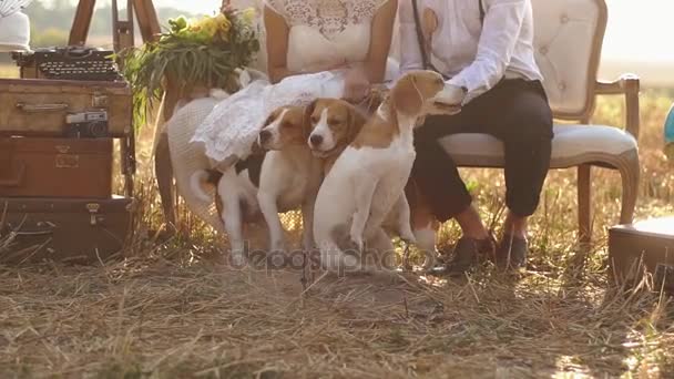 Petits chiens moelleux assis près des jambes des jeunes mariés dans le champ ensoleillé . — Video