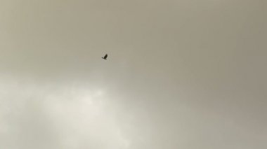 Siyah kuşlar ağaçların üzerinden bulutlu havada uçuyor.