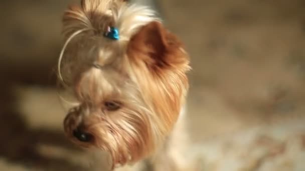The close-up portrait of the cute little Yorkshire terrier. — Stock Video