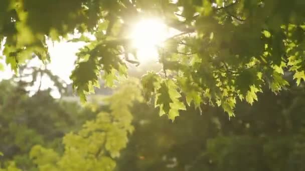 De vergrote weergave van de stralende zon door de bewegende takken bedekt met groene bladeren. — Stockvideo