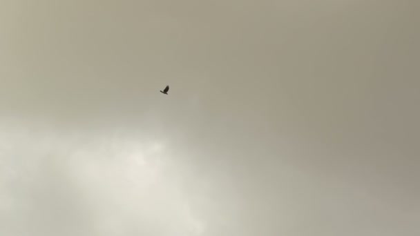 Les oiseaux noirs volent dans le ciel nuageux au-dessus des arbres .