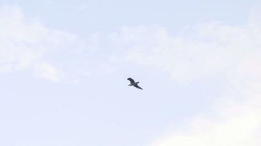 Gökyüzünde uçan martı yakından görmek.