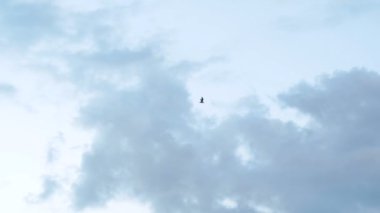 Renkli gökyüzü ve uçan martı.