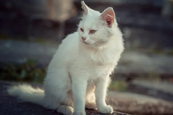 Detailní pohled na krásnou bílou chlupatou kočičku dívá stranou zatímco sedí na kamenných schodech. — Stock fotografie