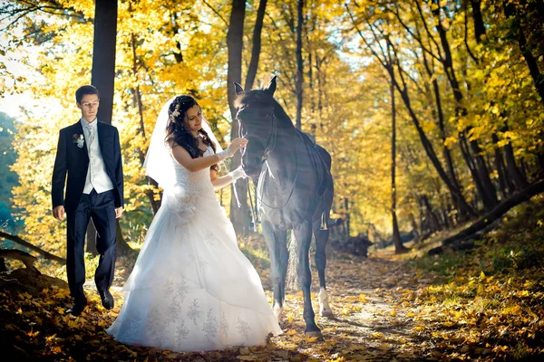 Die hinreißende brünette Braut streichelt zärtlich ein schwarzes Pferd in der Sonne vor dem verschwommenen Hintergrund des Bräutigams. der Standort Herbstwald. — Stockfoto