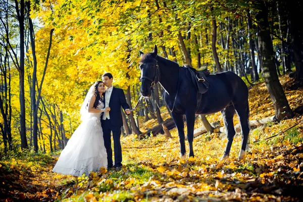 Wunderschönes Hochzeitsporträt im herbstlichen Park. das wunderschöne Brautpaar umarmt sich zärtlich beim Spaziergang mit dem schwarzen Pferd. — Stockfoto