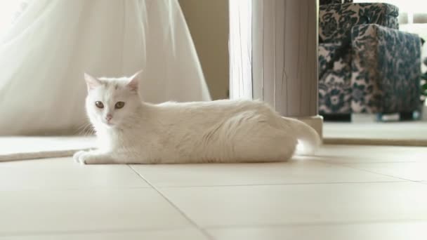 Mignon chat blanc est couché sur le sol tandis qu'à l'arrière-plan la mariée marche dans la robe de mariée longue . — Video