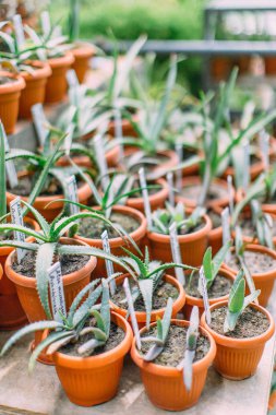 Botanik Bahçe Saksı bitkileri görünümünü yakın çekim.
