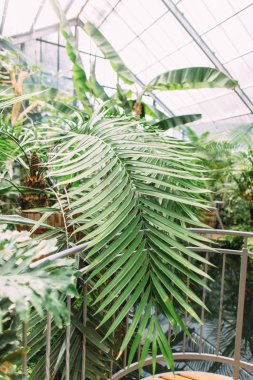 Diğer bitkiler tarafından çevrili palmiye ağacının yaprak, dikey görünüm.