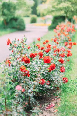 Dikey kırmızı gül Bahçe dolu görünümünü.