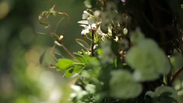 Närbild av den vita blommande blommor på den gröna busken i solen. — Stockvideo