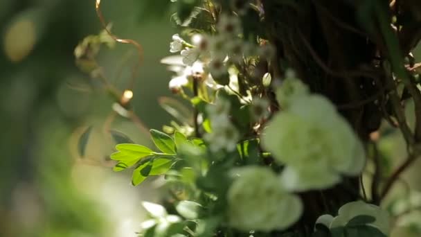Weiße blühende Blumen auf dem grünen Strauch in der Sonne. Nahaufnahme. — Stockvideo