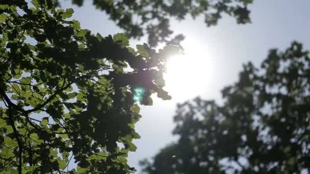 Rompere i raggi del sole tra gli alberi. Vista dall'alto . — Video Stock