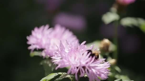 Close-up shot of the blooming chrysanths moving from wind. The beer is sitting on one of them. — Stock Video