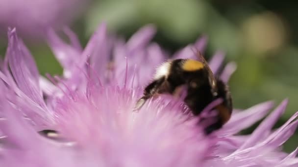 La abeja néctar comiendo en el chrysanth moviéndose del viento. Vista de primer plano . — Vídeo de stock