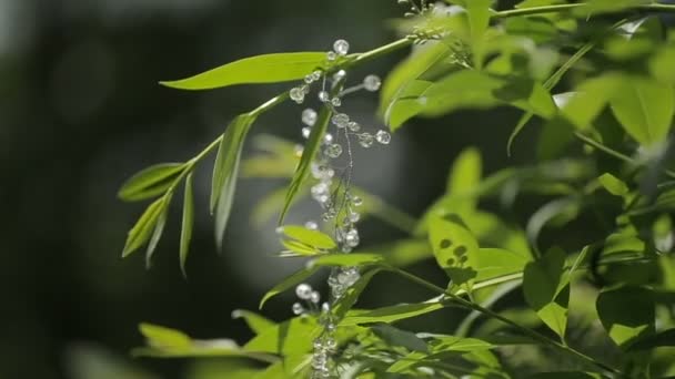 Vista de cerca del accesorio amoroso en las hojas del arbusto . — Vídeos de Stock