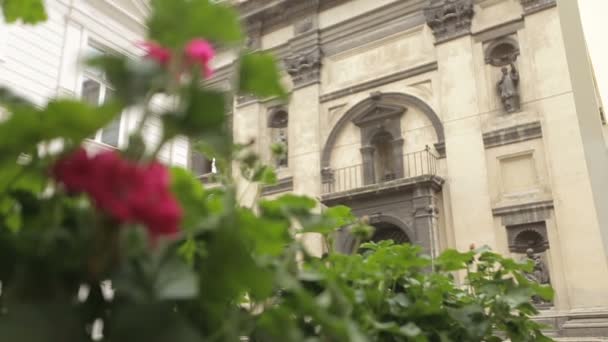 Vista de cerca de las florecientes flores rosadas en el fondo del antiguo edificio . — Vídeo de stock