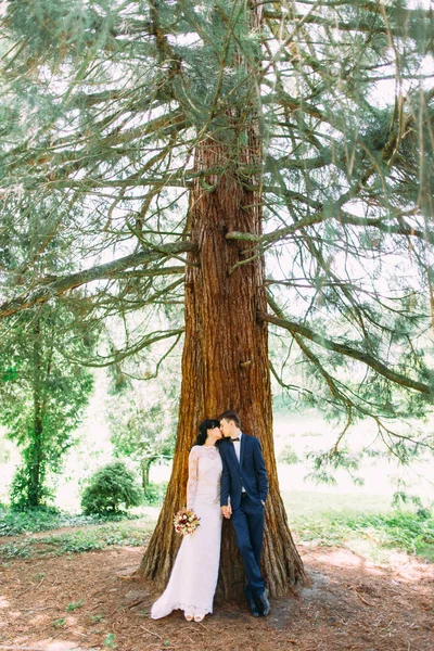 A visão vertical de comprimento total dos recém-casados beijando inclinando-se na árvore enorme . — Fotografia de Stock