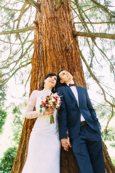 La vue vers le haut des jeunes mariés perspicaces s'appuyant sur l'arbre et levant les yeux . — Photo
