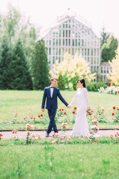 Uroczy spacer wesoły nowożeńcy za krzakami różanymi w niewyraźne tło szklarni. — Zdjęcie stockowe