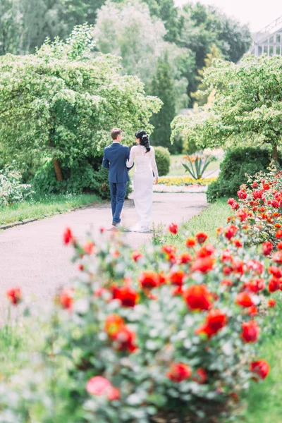 La vue arrière des jeunes mariés marchant parmi le parc couvert de rosiers rouges . — Photo