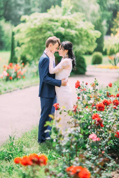 A visão ao ar livre sensível dos recém-casados abraçando entre rosas vermelhas . — Fotografia de Stock