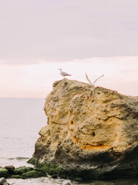 Magnifika sammansättning av marinmålning. Två måsar står på den stora stenen som tvättade av havet. — Stockfoto