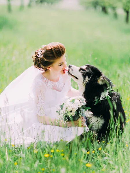 Il cane sta leccando il volto della sposa sullo sfondo del campo verde . — Foto Stock