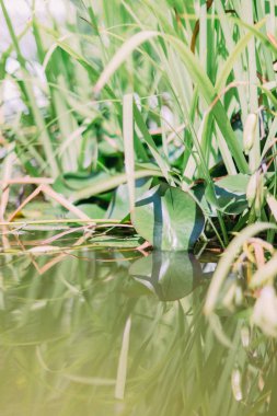 Çeşmeler bitkilerde görünümünü yakın çekim.