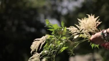 Güzel makro beyaz çiçekler. Doğa. Çiçek yakın çekim.