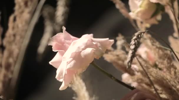 Professionell blommig konstnär. Blomsterhandel, handgjorda och småföretag koncept. Långsamma rörelser — Stockvideo