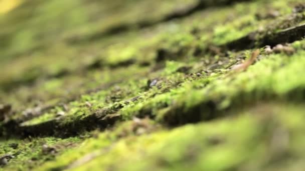 Disparo macro plan de musgo verde con gotas de lluvia, un rocío de la mañana . — Vídeo de stock